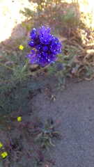 Gilia capitata chamissonis