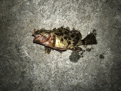 Sebastiscus marmoratus