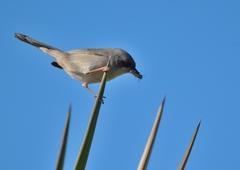 Curruca melanocephala