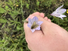 Heliolonche modicella