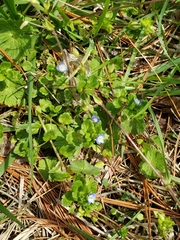 Veronica persica