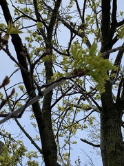 Acer platanoides