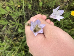 Heliolonche modicella