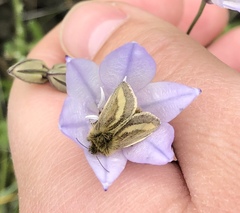 Heliolonche modicella