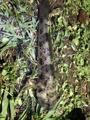 Glossogobius olivaceus