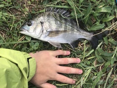 Acanthopagrus schlegelii