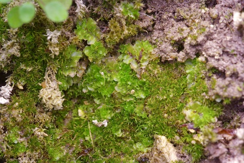 Texas Frillwort (Fossombronia texana)