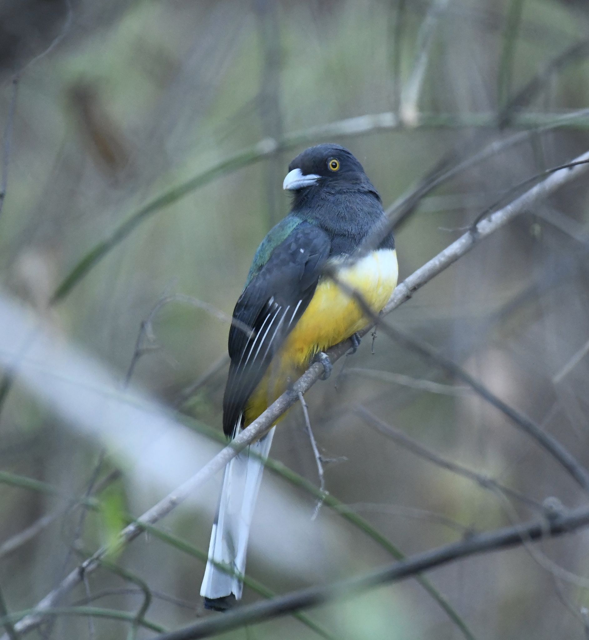 Citreoline Trogon illustration