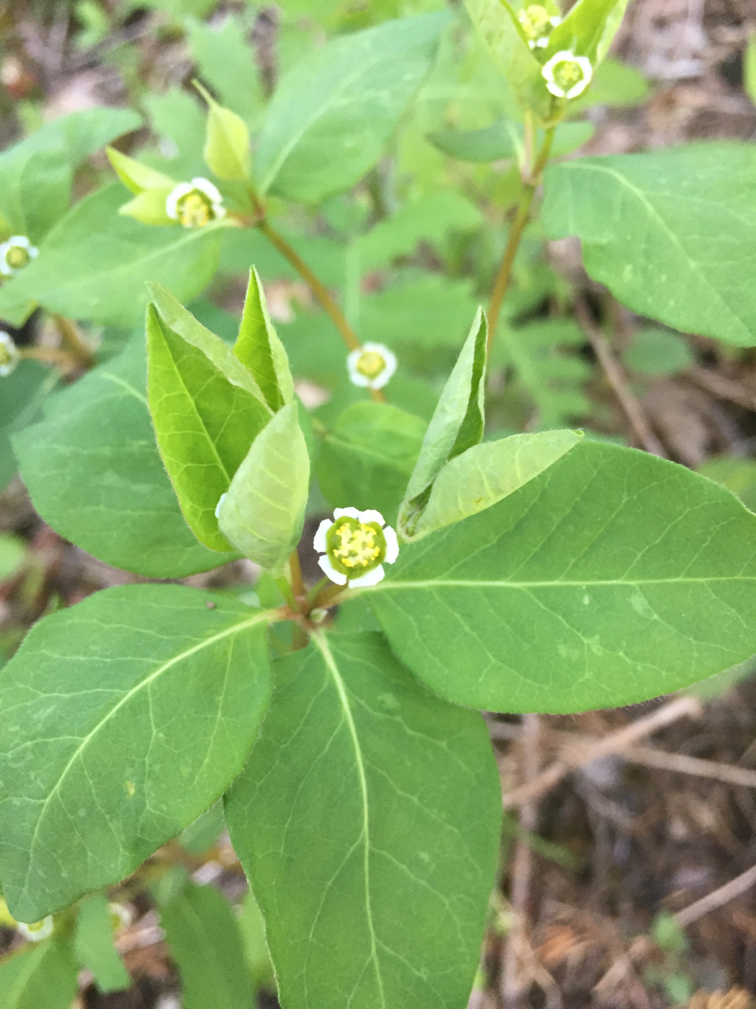 Euphorbia mercurialina