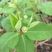 Cumberland Spurge - Photo (c) cwillborn, some rights reserved (CC BY-NC)