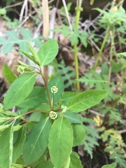Euphorbia mercurialina