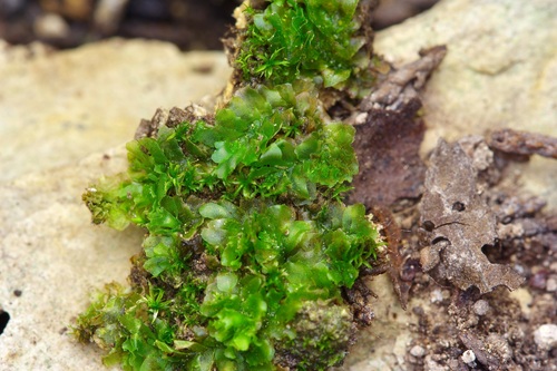 Image of Fossombronia texana by (c) Michelle W. （鍾偉瑋）, some rights reserved (CC BY)