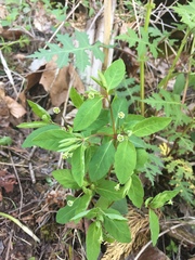 Euphorbia mercurialina