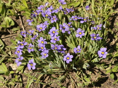 Sisyrinchium pruinosum