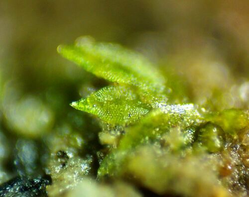 Image of Fissidens exilis by (c) Ryan Sorrells, some rights reserved (CC BY)