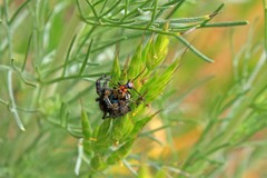 Podabrus cavicollis