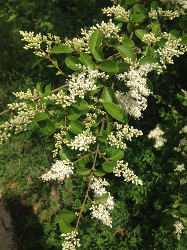 Ligustrum sinense