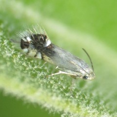 Coptodisca quercicolella