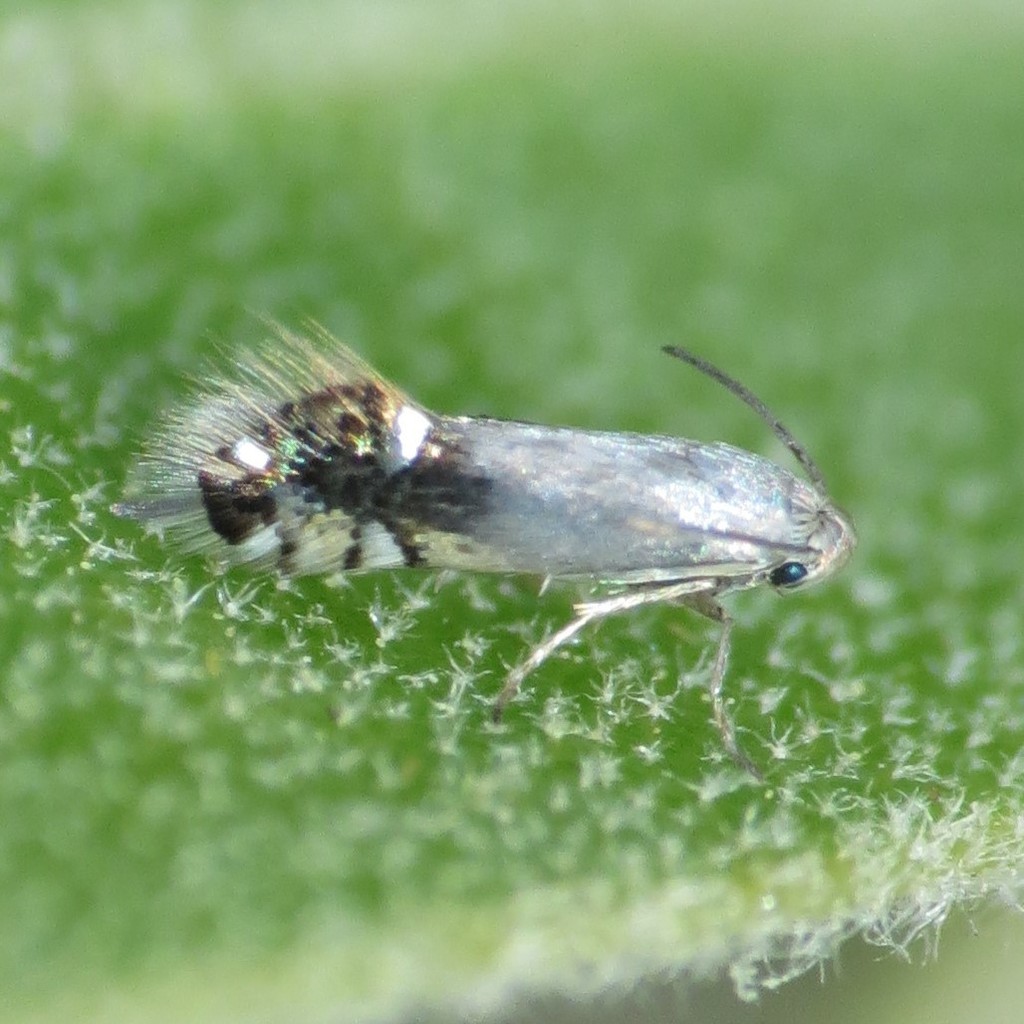 Coptodisca