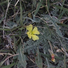 Oenothera primiveris primiveris