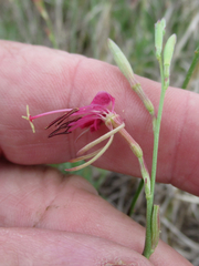 Oenothera hispida