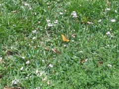 Dryas iulia