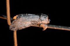 Afroplitis dasychirina