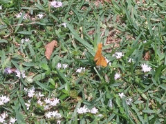 Dryas iulia
