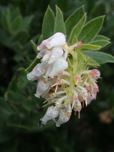 Image of Arctostaphylos regismontana by (c) Cricket Raspet, some rights reserved (CC BY)