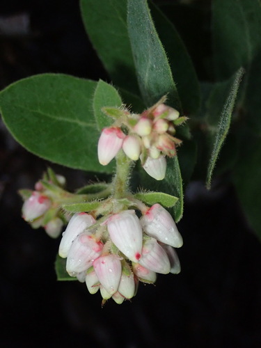Image of Arctostaphylos regismontana by (c) Cricket Raspet, some rights reserved (CC BY)