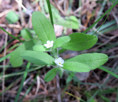 Lithospermum matamorense