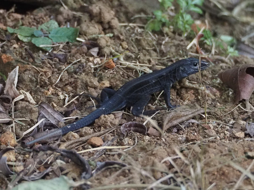Four-lined Ameiva, Holcosus quadrilineatus