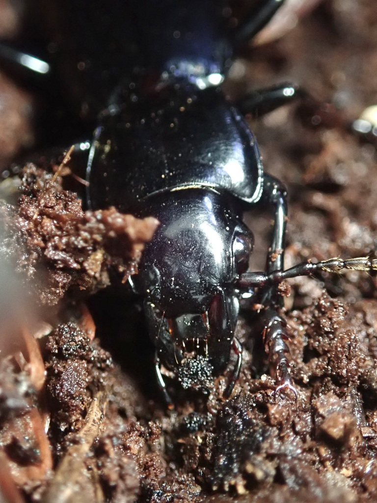 Pterostichus lama