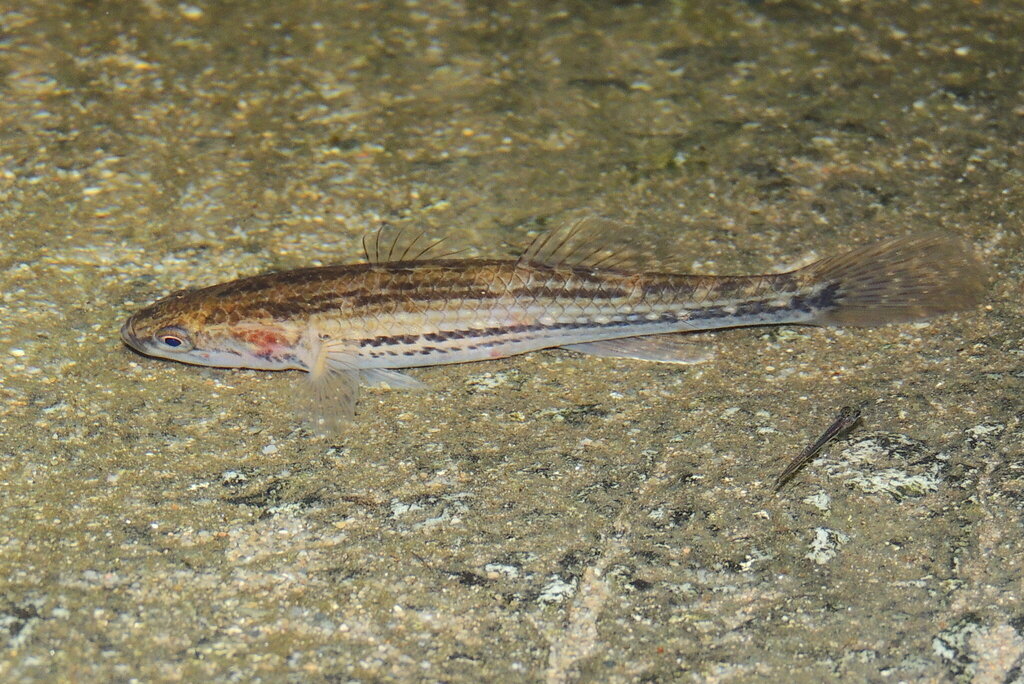 Striped gudgeon from Never Never, 88 Buffer Creek Rd, Gleniffer NSW ...