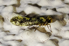 Niditinea fuscella