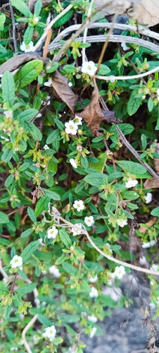 Nama origanifolia (Nama origanifolia)