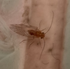 Lachesillidae