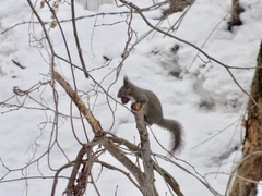 Japanese Squirrel photo 3