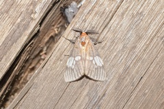 Palasea albimacula