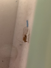 Lachesillidae