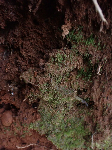 Image of Luminous Moss (Schistostega pennata) by no rights reserved