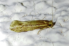 Ypsolopha sp-sw