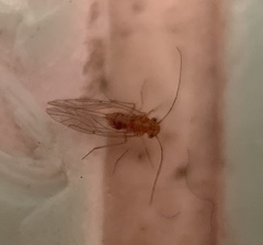 Lachesillidae