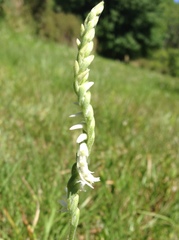 Spiranthes vernalis image