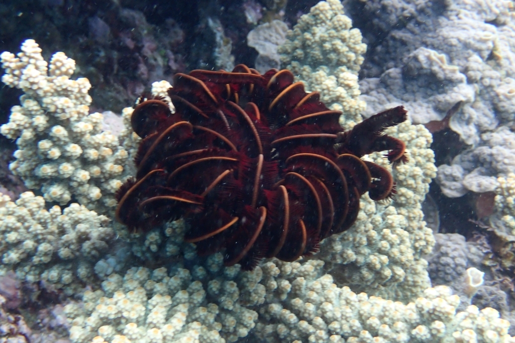 Beautiful Feather Star