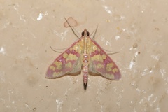 Stenochora lancinalis