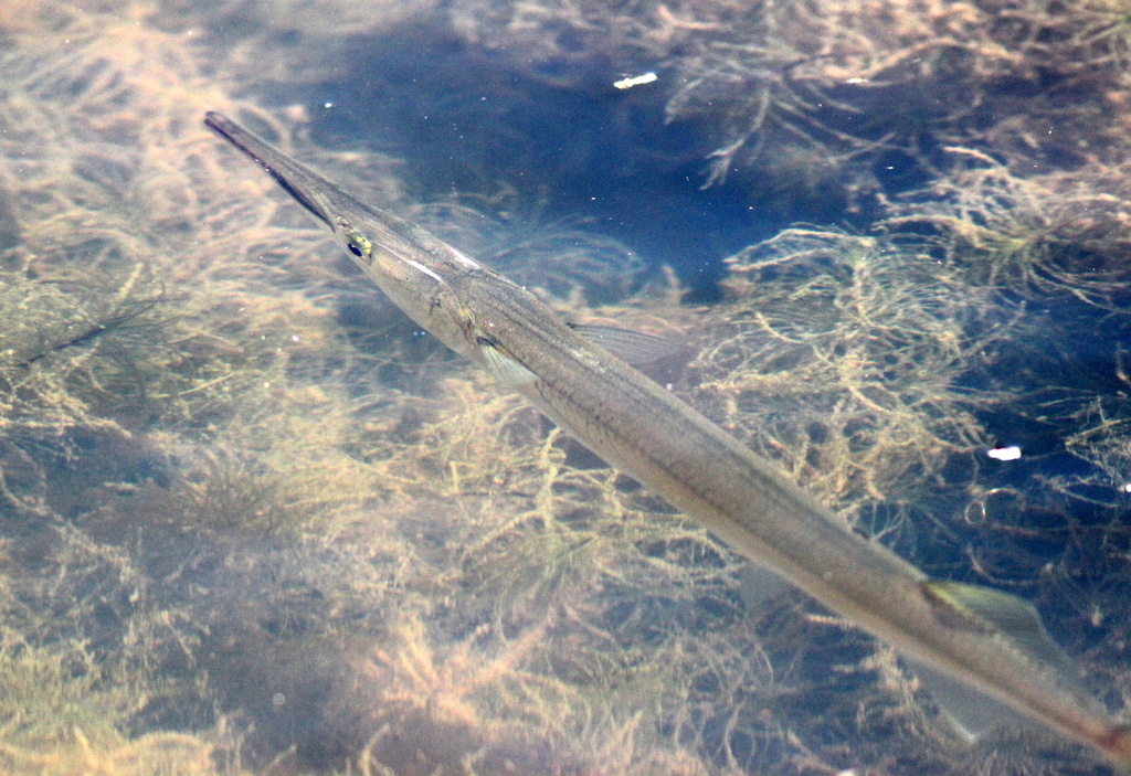 Freshwater Longtom from Kakadu NT 0822, Australia on July 28, 2014 at ...