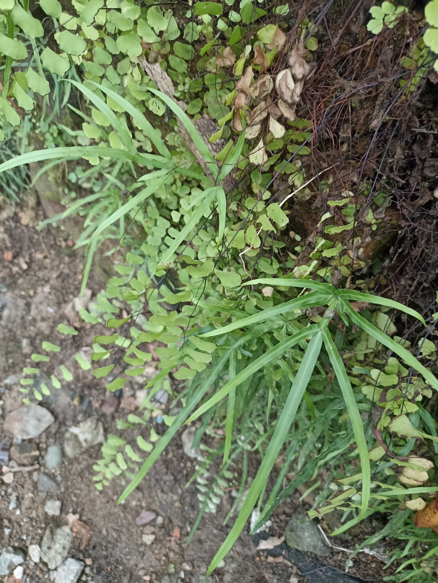Pteris multifida (Pteris multifida)