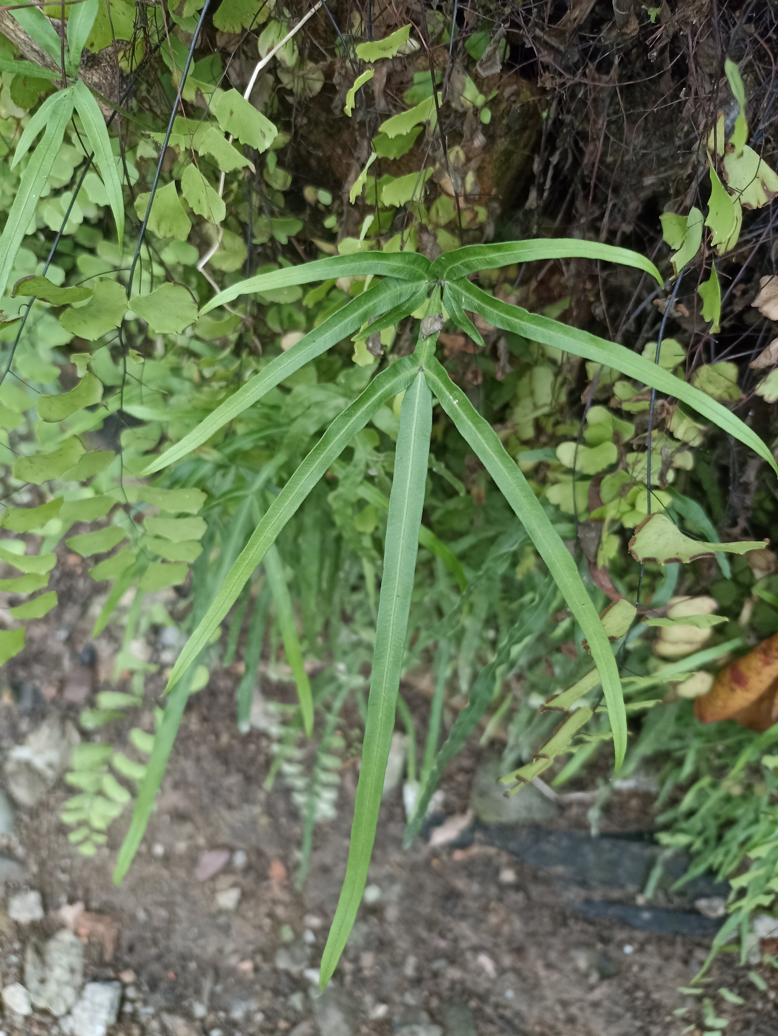 Pteris multifida — ảnh 2