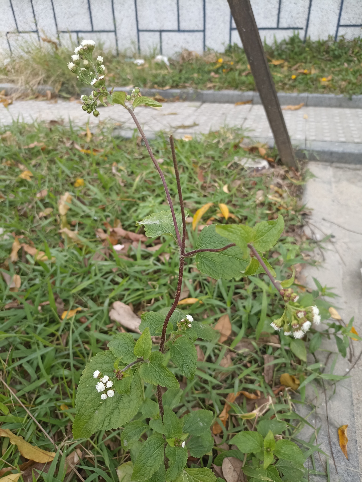 Ageratum conyzoides — ảnh 3